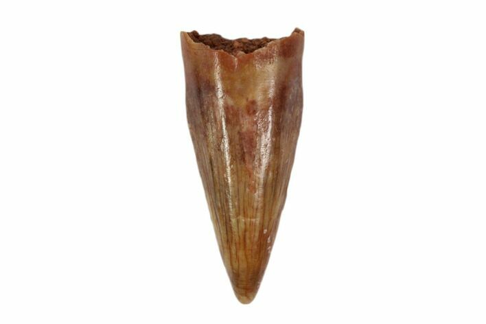 Cretaceous Fossil Crocodile Tooth - Morocco #90078